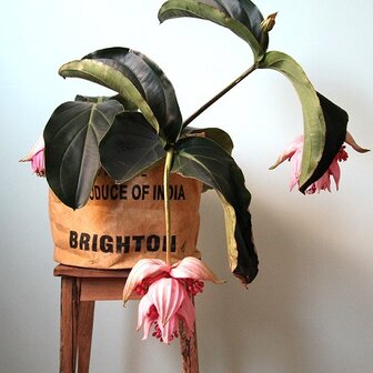 tea-basket-met-plant-van-een-geryclede-theeplukzak