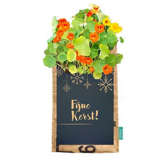Hangtuintje Fijne kerst oostindische  kers