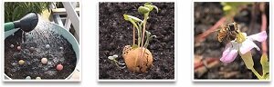 Giftbox bedankt met 9 bloembommetjes &ndash; Throw Water Grow