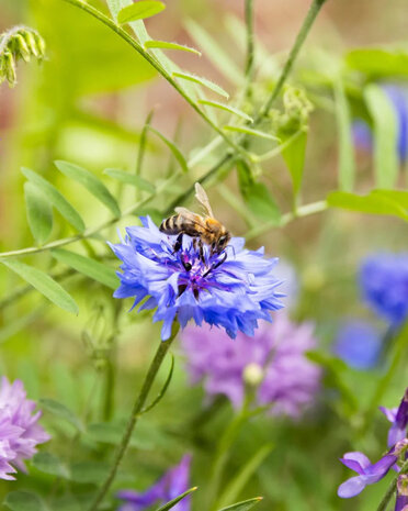 Eindresultaat van het bloembommetje in de vorm van een bloem