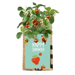 Hangtuintje Happy summer - aardbeien om zelf te kweken