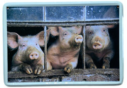 Decoratief metalen wandbordje met afbeelding van drie varkens
