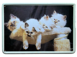 Decoratief metalen wandbordje met afbeelding van lieflijke kittens