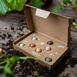 Bloembommetjes Zaden Giftbox 